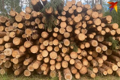 Льготная древесина. Льготная древесина.